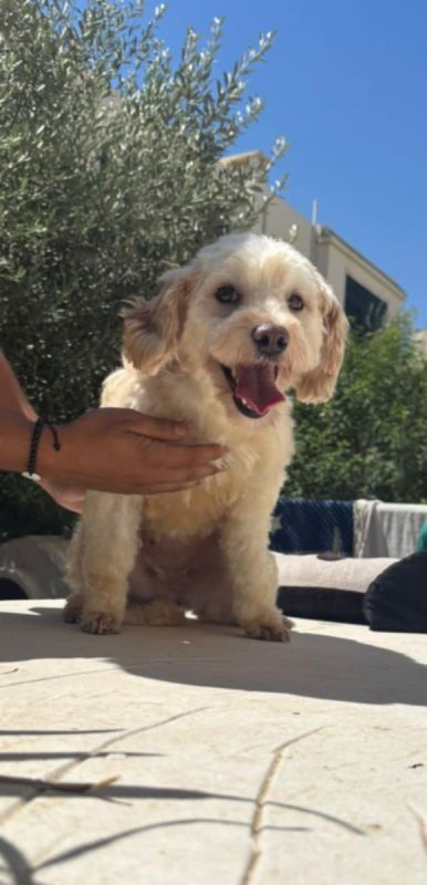 PIKA - Chien Bichon à poil frisé x Caniche à adopter - photo 2