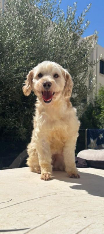 PIKA - Chien Bichon à poil frisé x Caniche à adopter