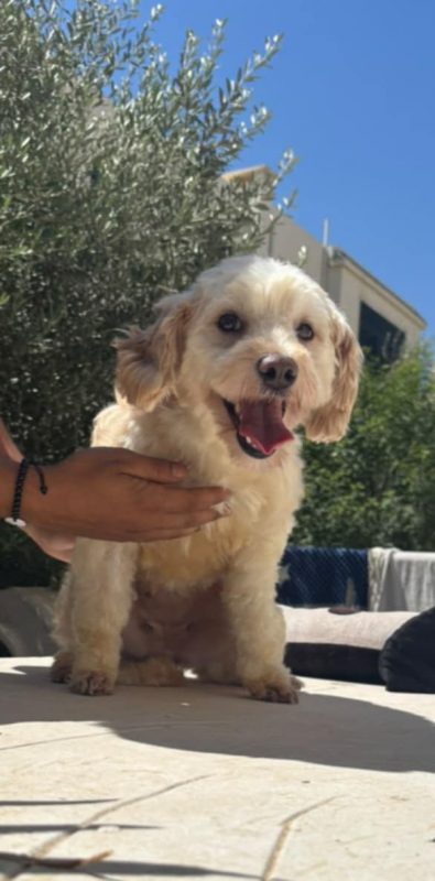 PIKA - Chien Bichon à poil frisé x Caniche à adopter - photo 6