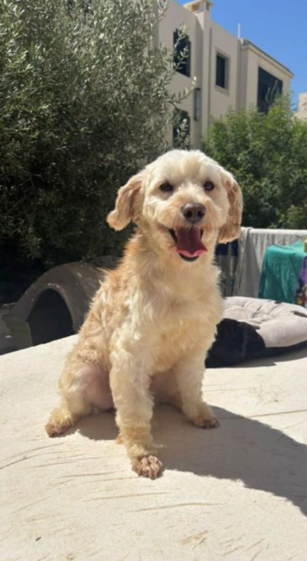 PIKA - Chien Bichon à poil frisé x Caniche à adopter - photo 3
