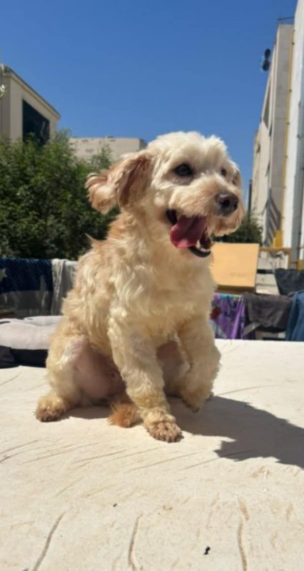 PIKA - Chien Bichon à poil frisé x Caniche à adopter - photo 4
