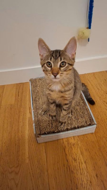 Brad - Chat à adopter - photo 3