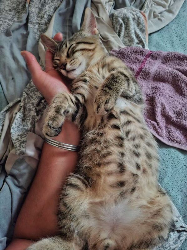Brad - Chat à adopter - photo 2