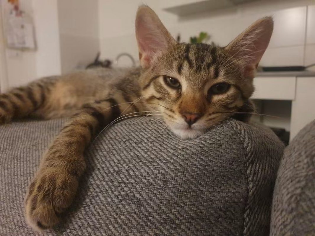 Brad - Chat à adopter