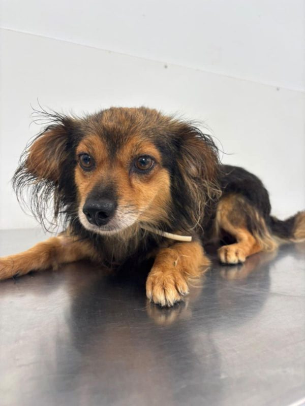 COOKIE - Chien à adopter