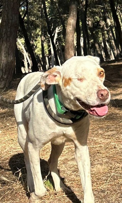 JADE - Chien à adopter - photo 3