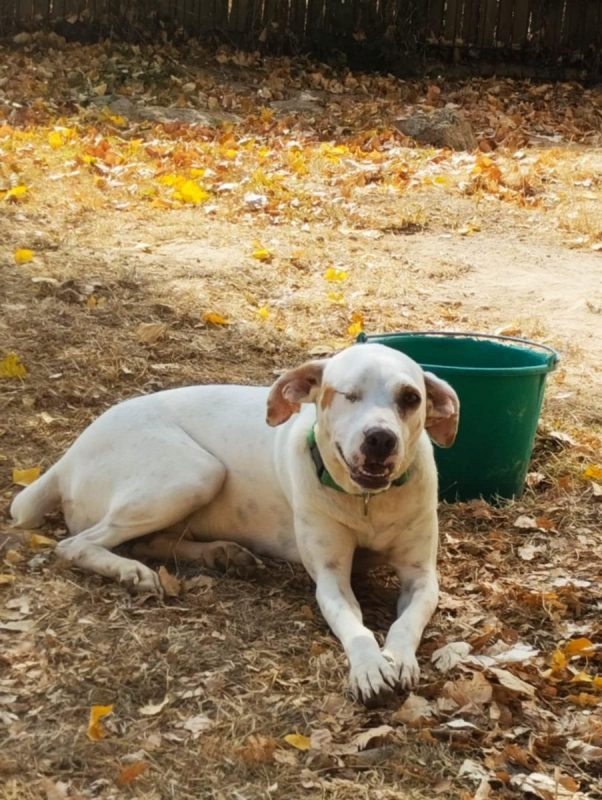 JADE - Chien à adopter - photo 6