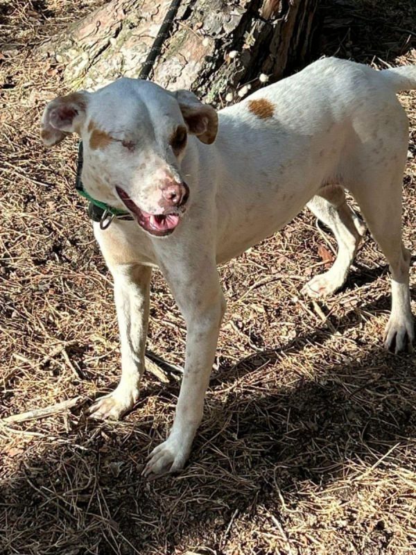 JADE - Chien à adopter