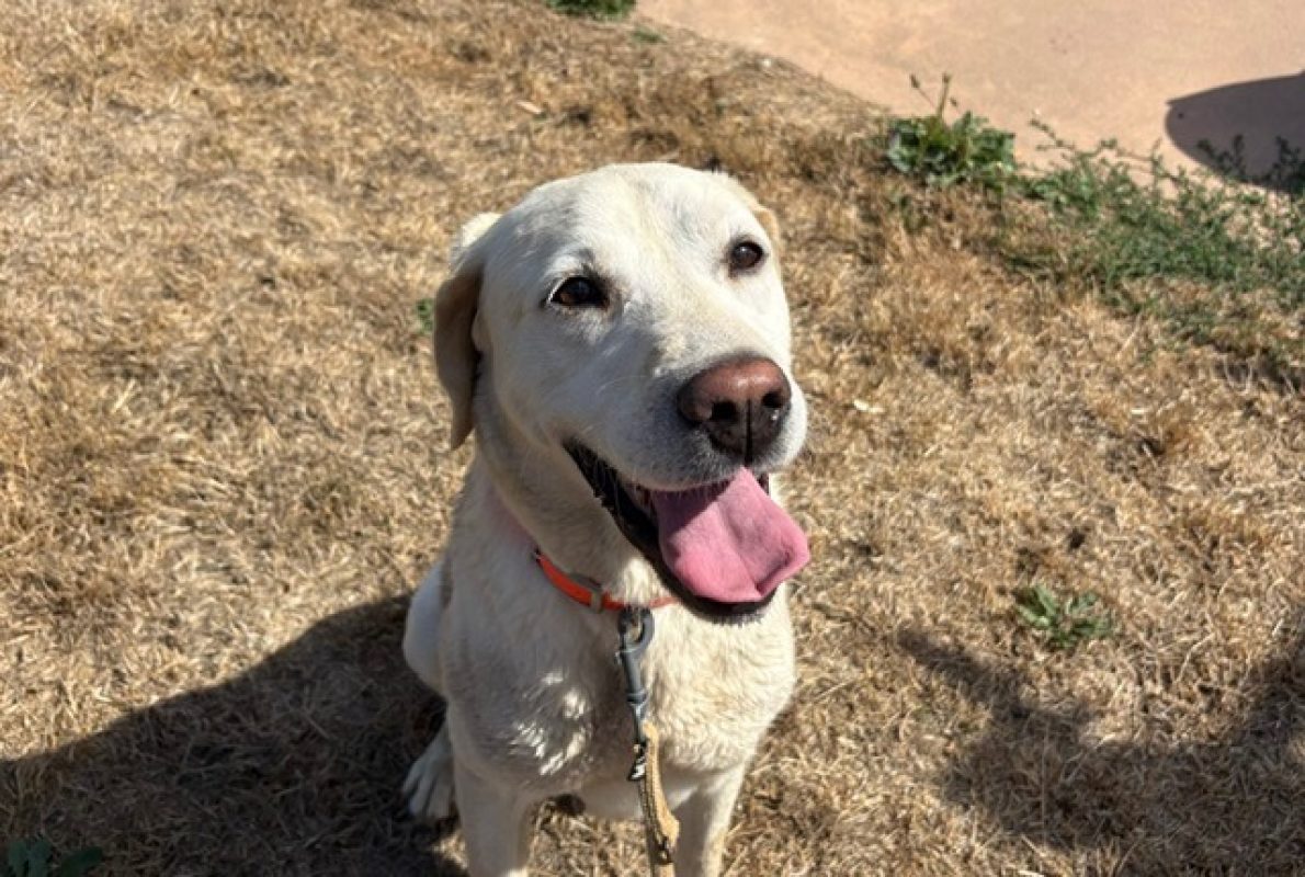 Ramses - Chien à adopter