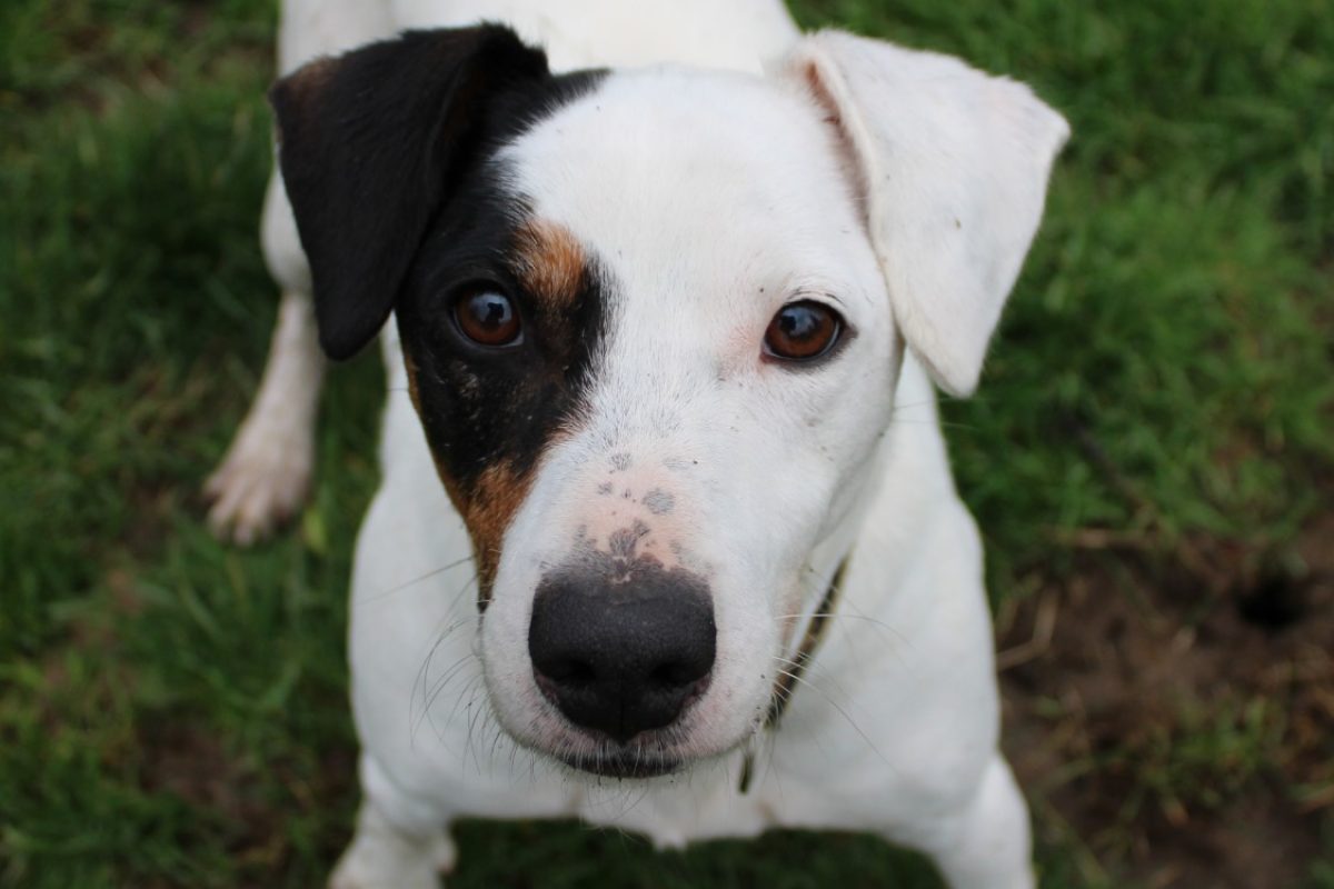 Patch - Chien à adopter
