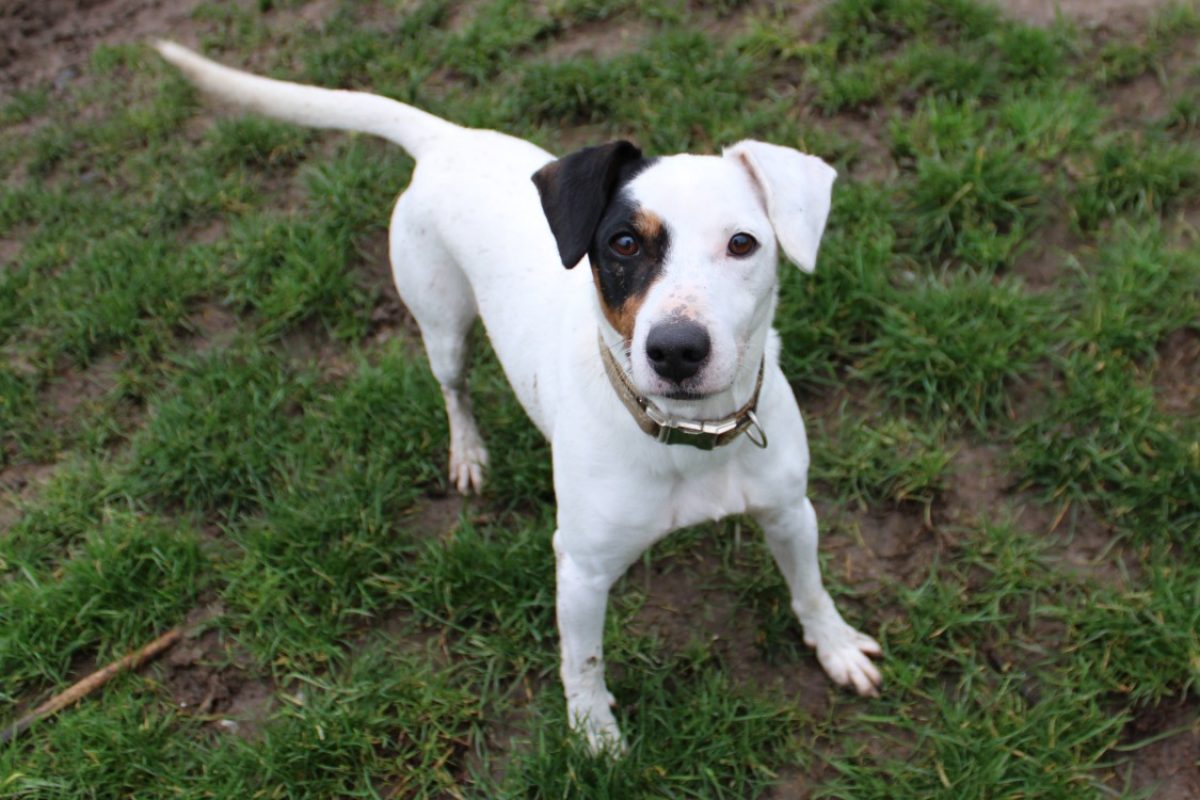 Patch - Chien à adopter - photo 2
