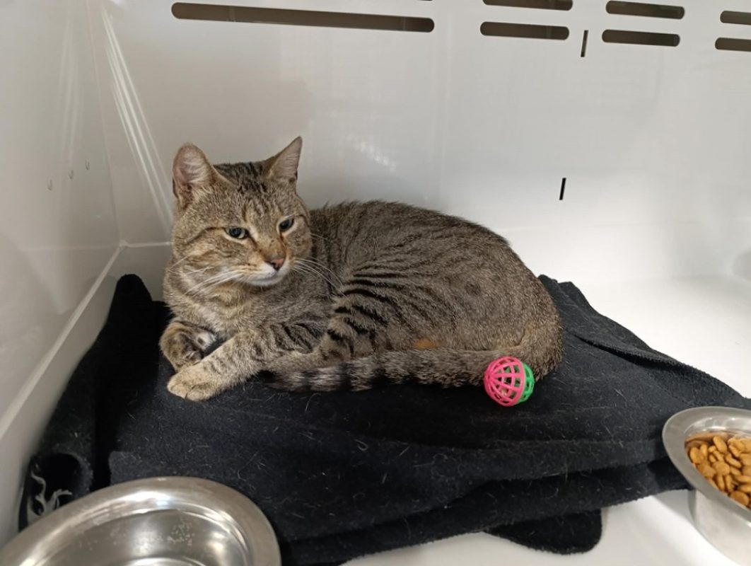 Roosevelt - Chat Européen à adopter