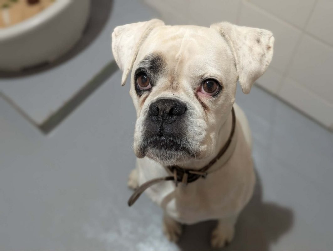 Orfay - Chien Boxer à adopter