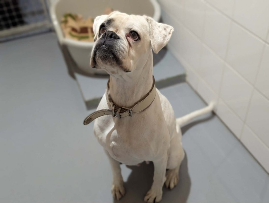 Orfay - Chien Boxer à adopter - photo 2