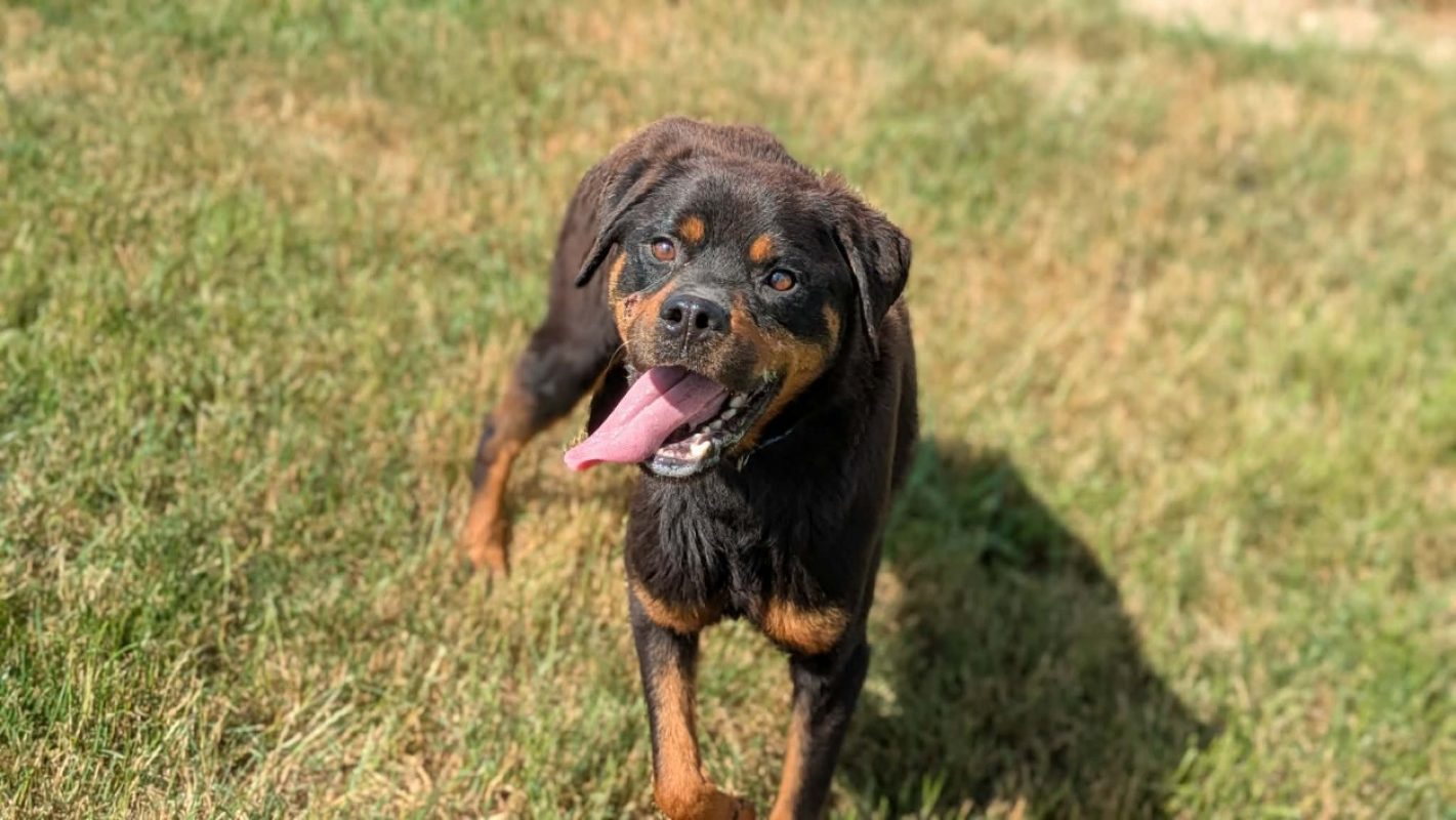 Tyson ii - Chien Rottweiler à adopter