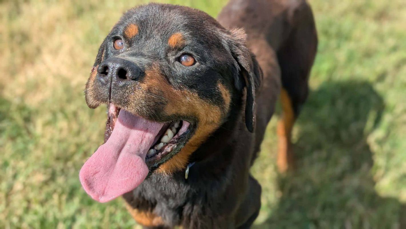 Tyson ii - Chien Rottweiler à adopter - photo 2