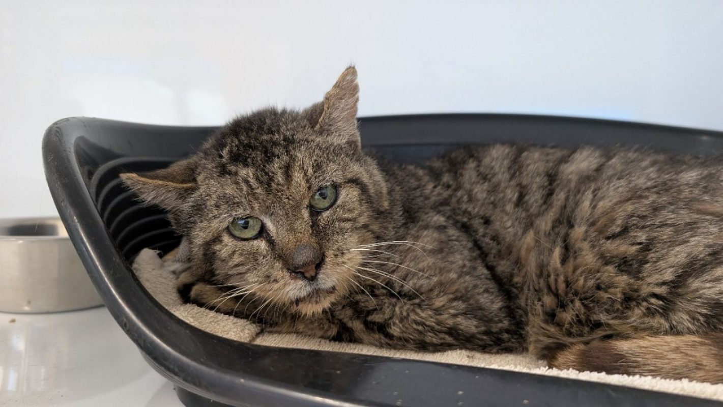 Coquelicot - Chat Européen à adopter