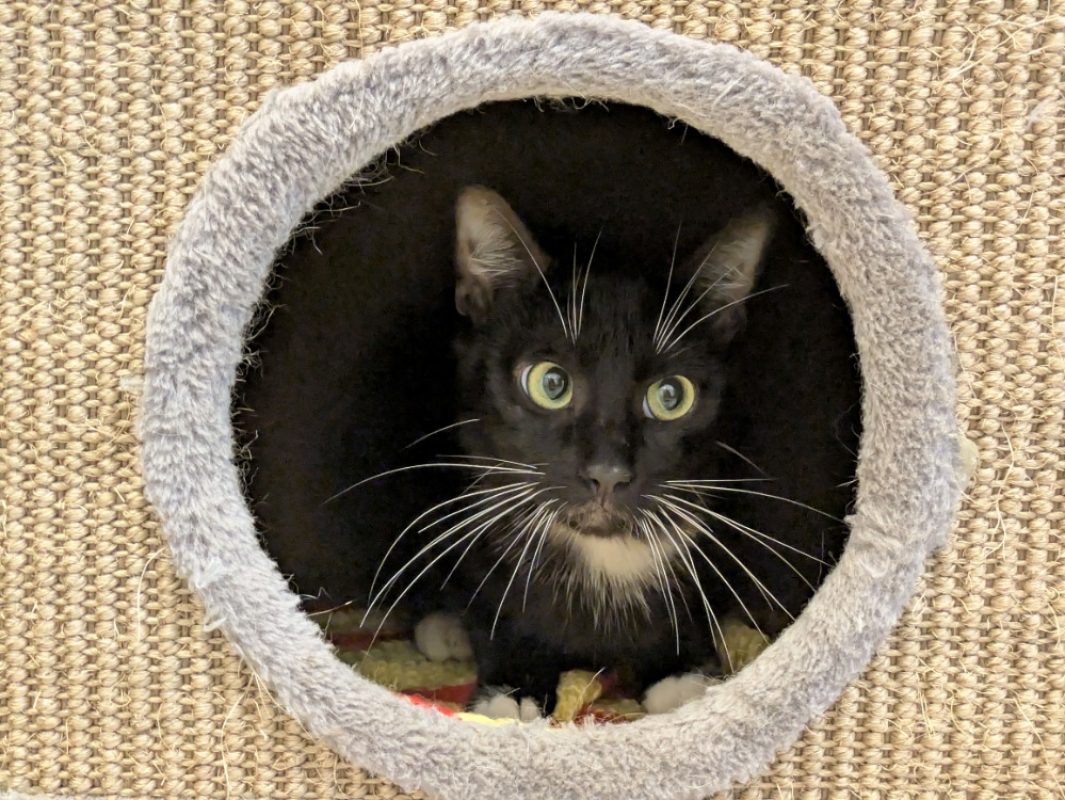 Felix - Chat à adopter