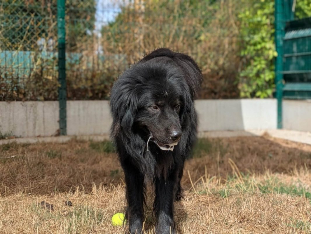 Titan - Chien Terre Neuve à adopter