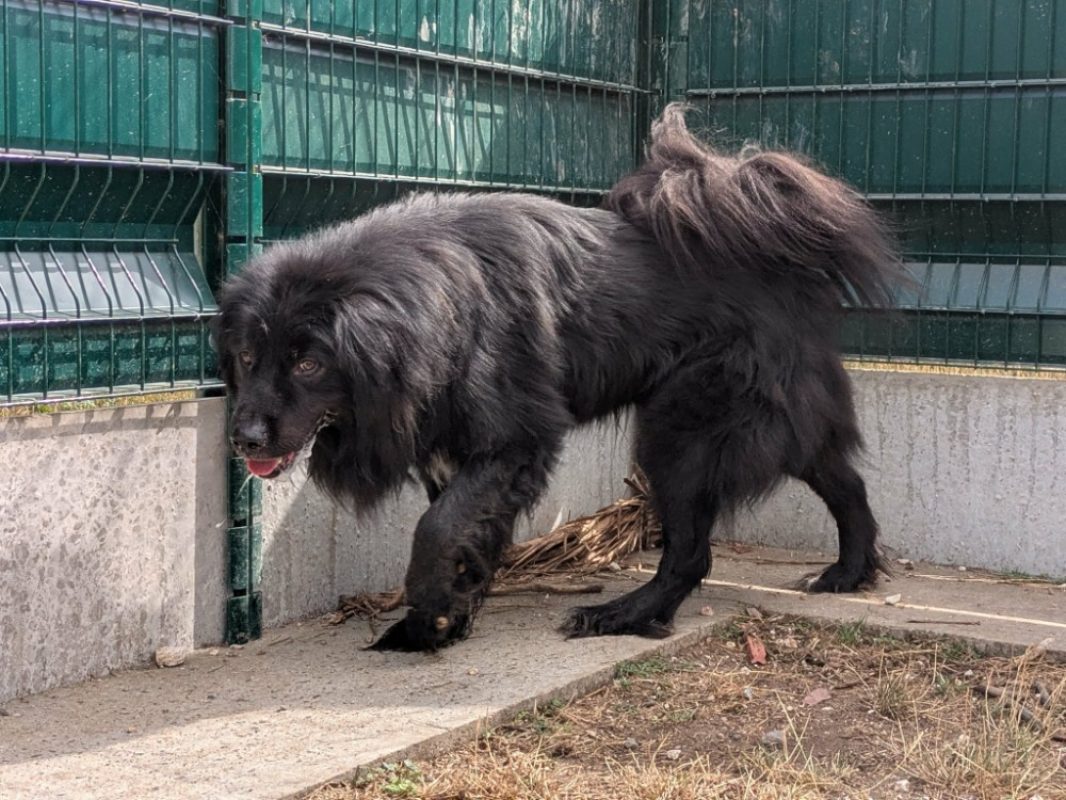 Titan - Chien Terre Neuve à adopter - photo 2