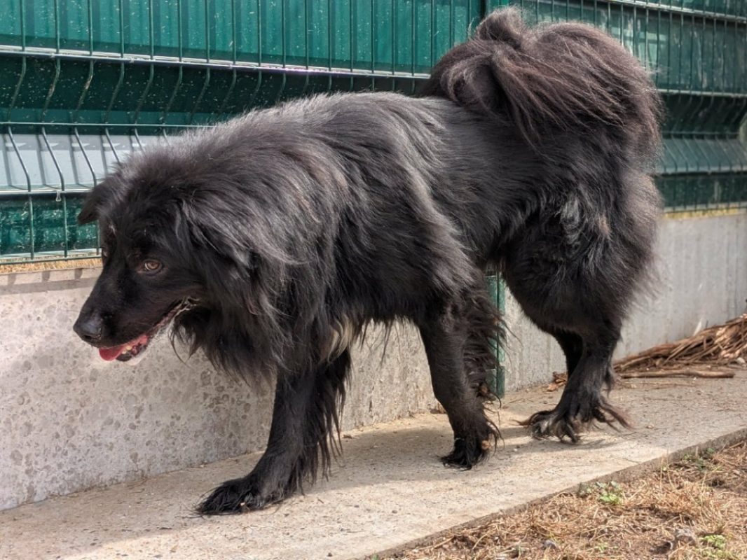 Titan - Chien Terre Neuve à adopter - photo 3