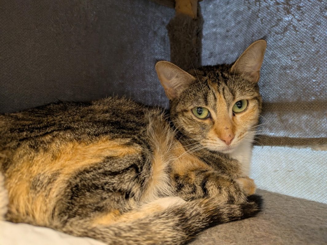 Anita - Chat à adopter