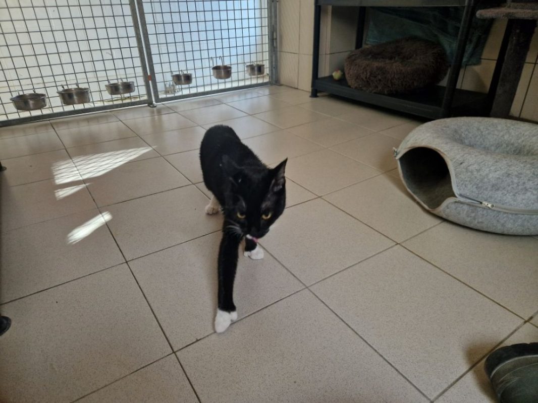 Boreal - Chat Européen à adopter