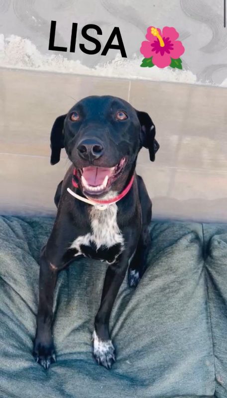 LISA - Chien à adopter