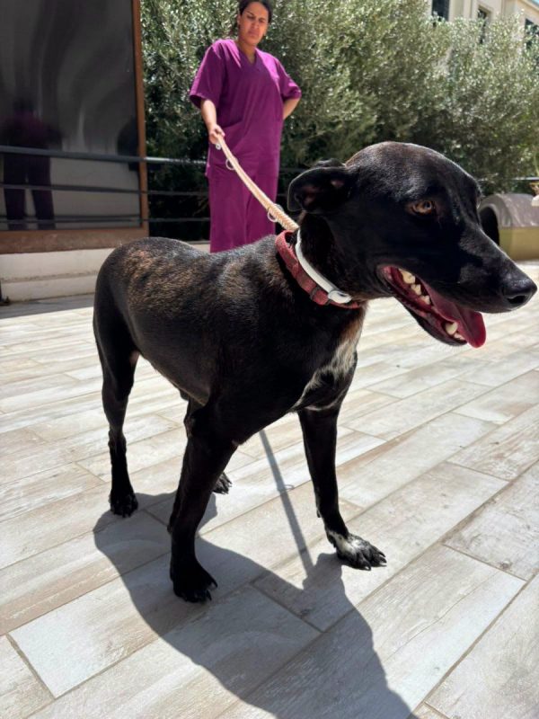 LISA - Chien à adopter - photo 4