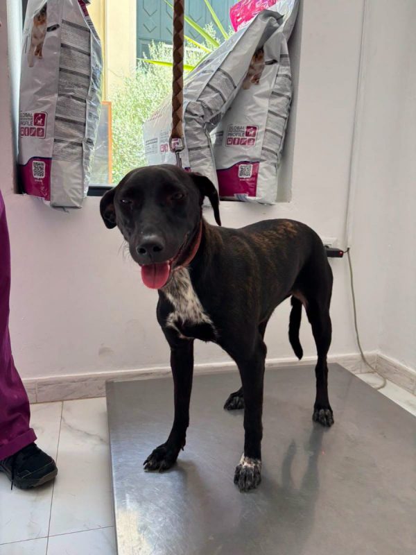 LISA - Chien à adopter - photo 8