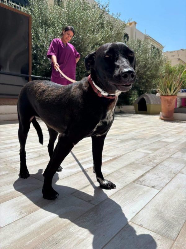LISA - Chien à adopter - photo 3
