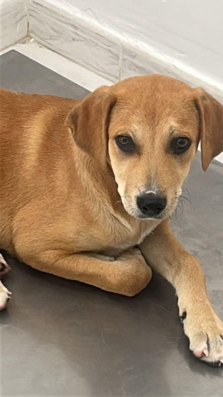 Dédé - Chien à adopter