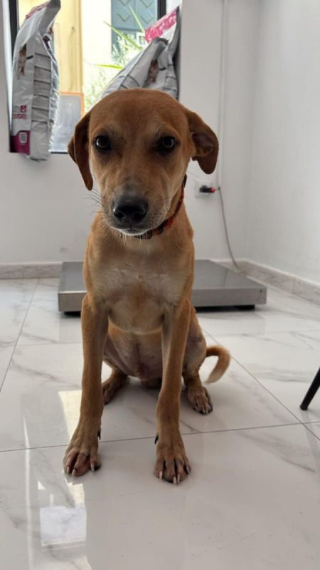 Dédé - Chien à adopter - photo 2