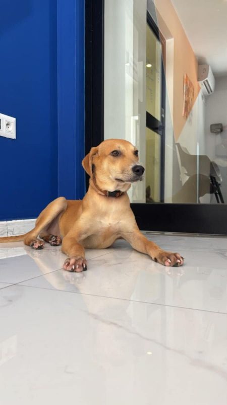 Dédé - Chien à adopter - photo 7
