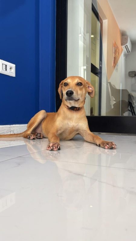 Dédé - Chien à adopter - photo 5