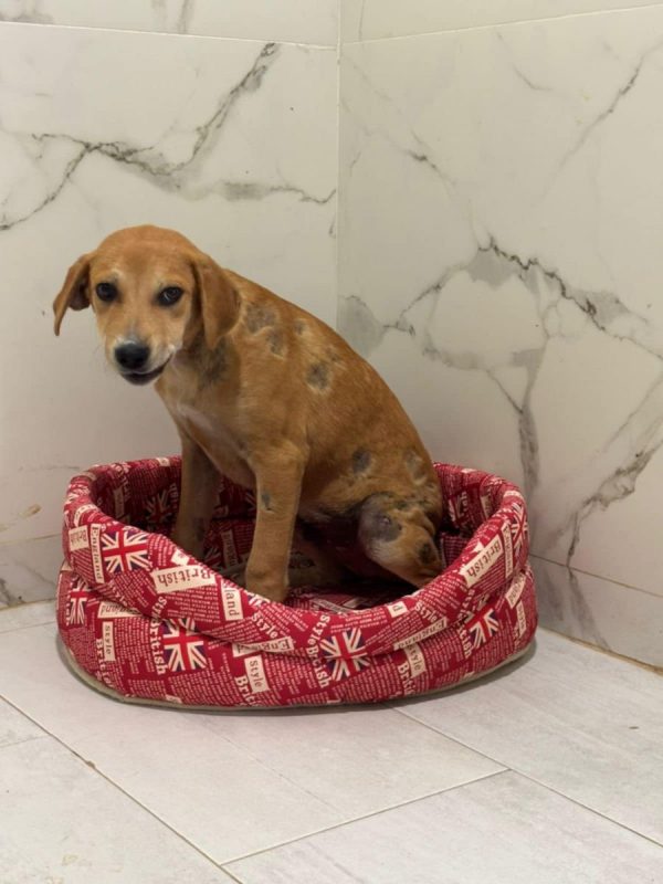 Dédé - Chien à adopter - photo 8