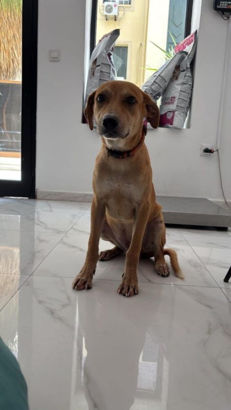 Dédé - Chien à adopter - photo 3