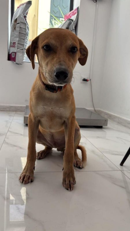 Dédé - Chien à adopter - photo 6