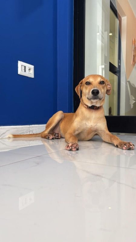 Dédé - Chien à adopter - photo 4