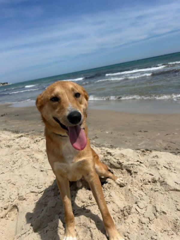 TEDDY - Chien à adopter - photo 8
