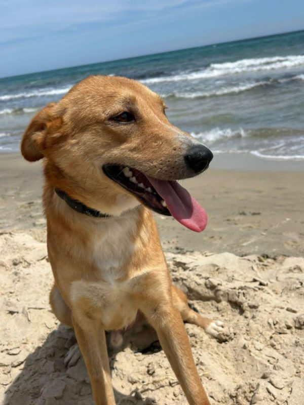 TEDDY - Chien à adopter - photo 7