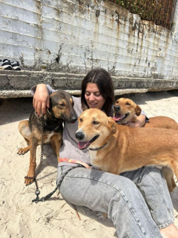 TEDDY - Chien à adopter - photo 4