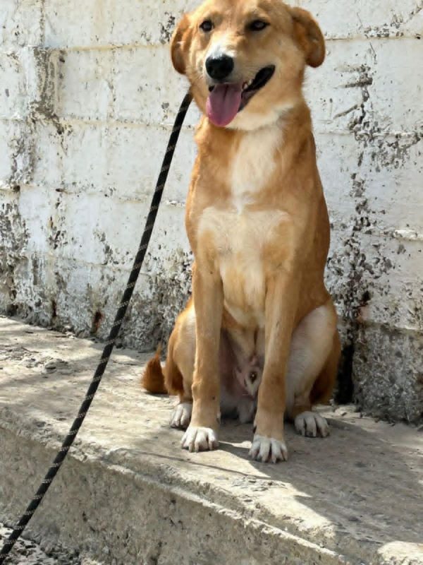 TEDDY - Chien à adopter - photo 6