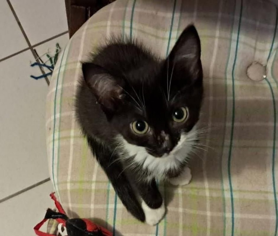 Feline - Chat Européen à adopter