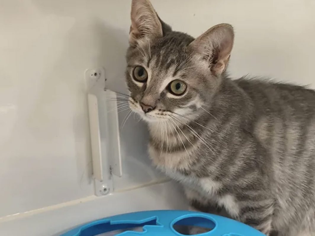 Gabin - Chat Européen à adopter