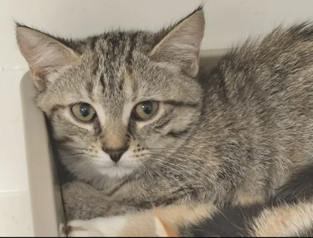 Philis - Chat Européen à adopter