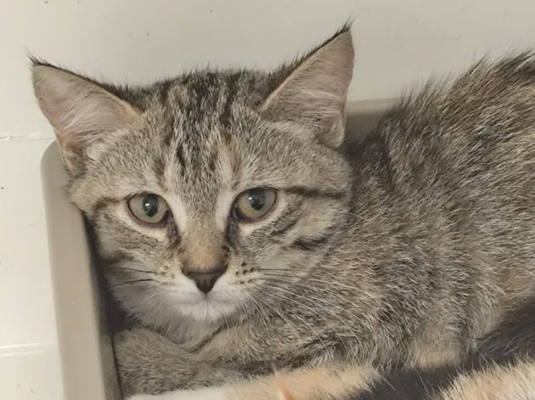 Philis - Chat Européen à adopter - photo 2