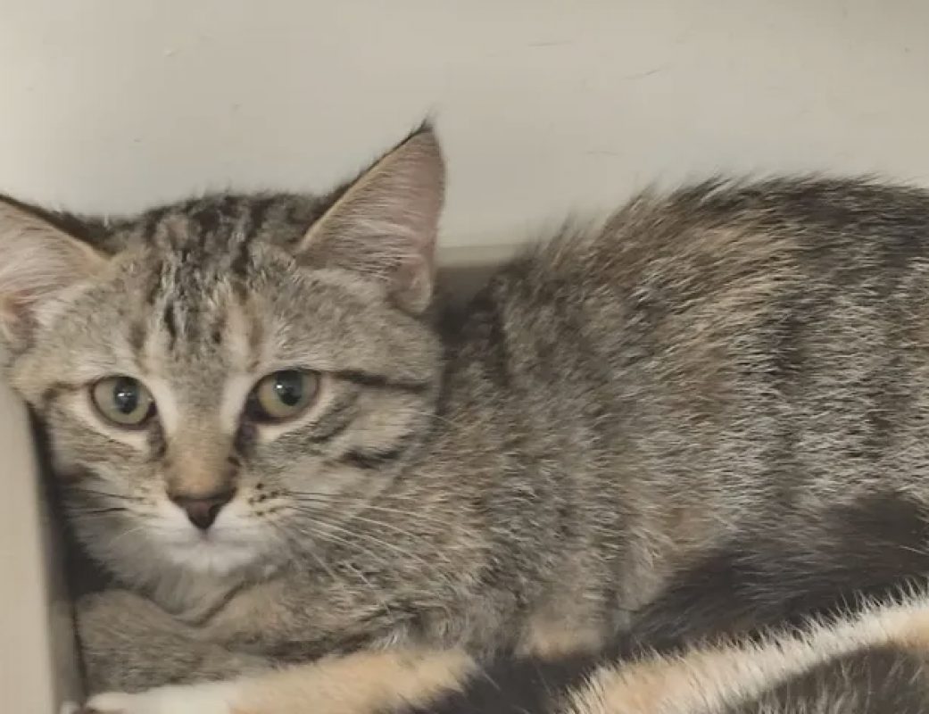 Philis - Chat Européen à adopter - photo 3