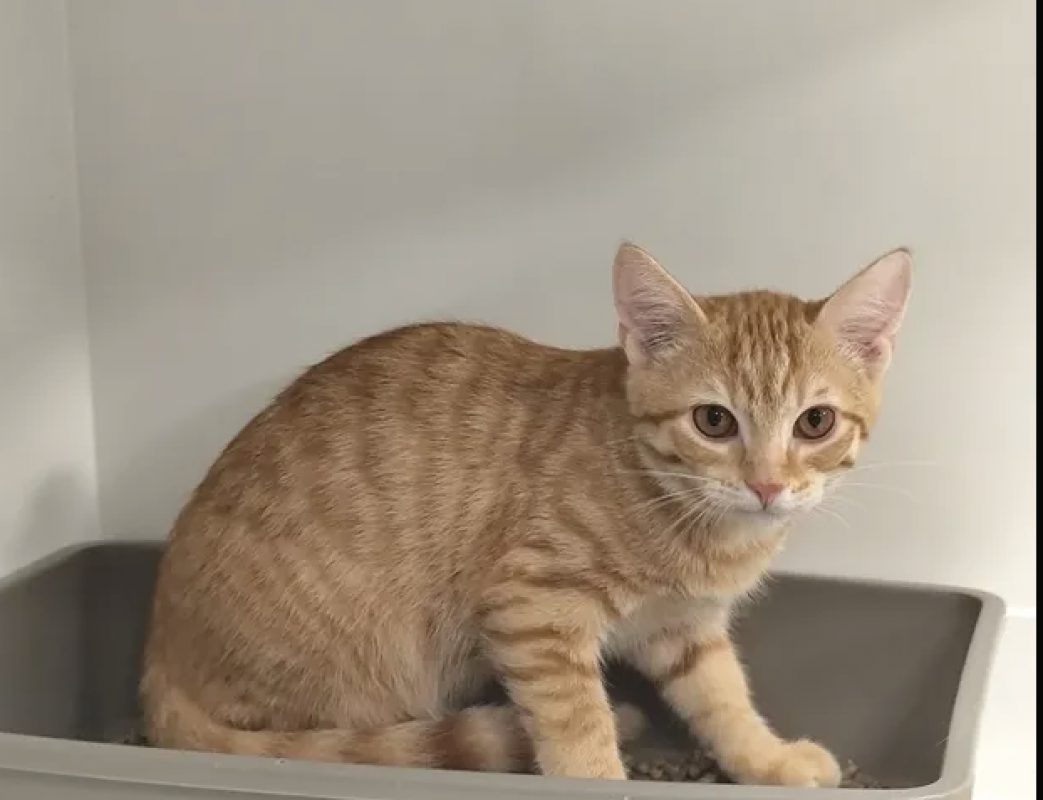 Oracio - Chat Européen à adopter