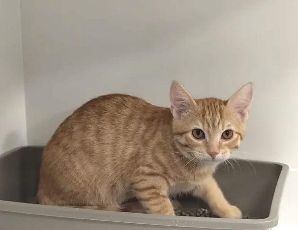 Oracio - Chat Européen à adopter - photo 3
